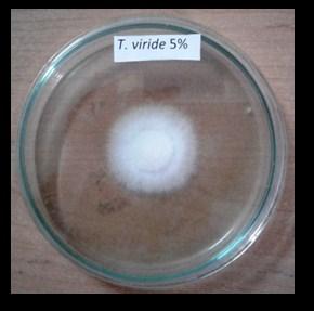 Comparative efficacy of fungal, biological agents Fusarium udum. Annals of Plant Protection Sciences. 12(1): 75-79. Chakraborty, M.R. and Chatterjee, N.C. (2008).