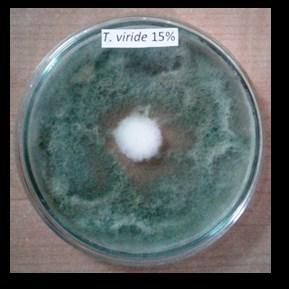 Kar. J. of Agric. Sci. 13 (1) 64-67. Hemanth.G., Kumar P.K.R., Niharika S.P and Samuel. K. K (2016). Fungicides effect on soil micorflora in Tekkali Mandal, Srikakulam (Dist). Int. J. Res.