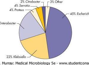 Most infections are Endogenous especially in E.coli.