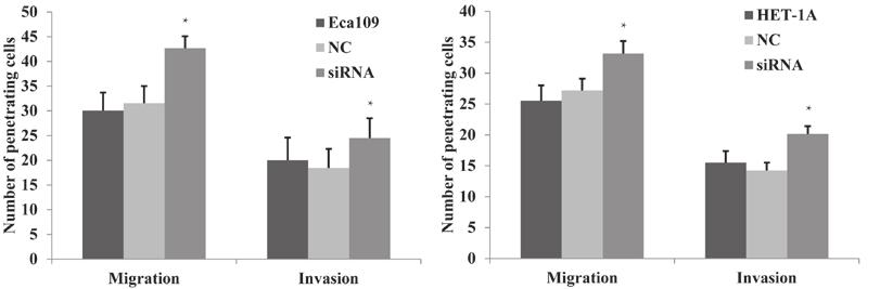 1770 LIN et al: JW FFECTS ESOPHGEL CNCER ND NORML CELLS VI DIFFERENT MPK PTHWYS Figure 4. Cell migration and invasion were detected via Transwell assay.