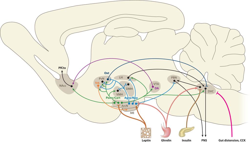 Introducing the circle (part #3) LCTUR #06 Jolie-Amado Aurelie et al (2014). The hypothalamic arcuate nucleus and the control of peripheral substrates.