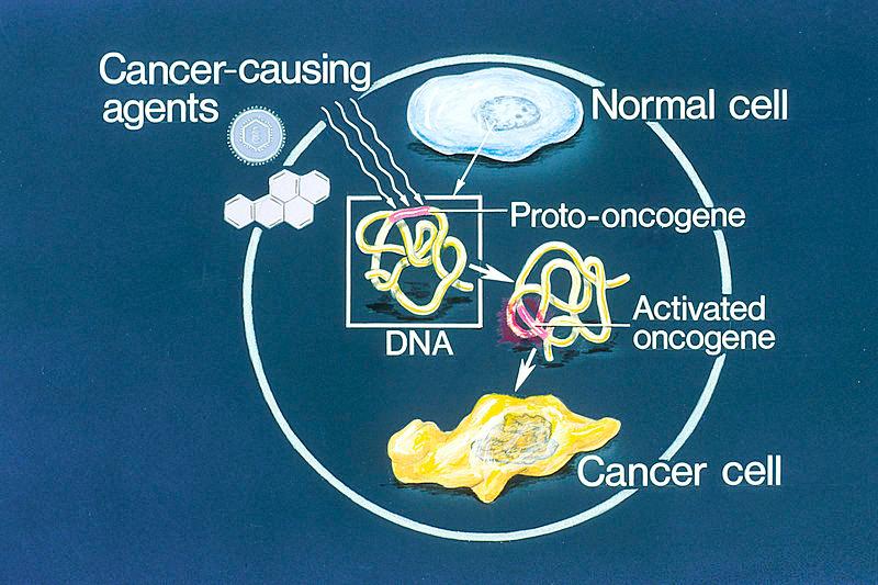 1.6.U6 Mutagens, oncogenes and metastasis are involved in the development of primary and secondary tumors. Several mutations must occur in the same cell for it to become a tumor causing cell.