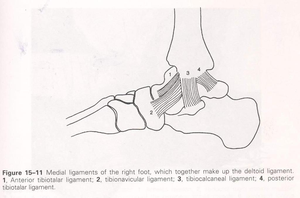 Medial ligaments Deltoid ligament: strong & thick ( prevent foot eversion) anterior & posterior tibiotalar