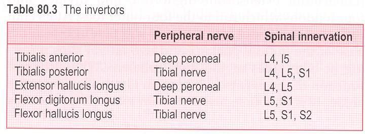 Invertors (adduction supination) Medial to axis BB 2 most important invertor- TA, TP Tibialis posterior important in