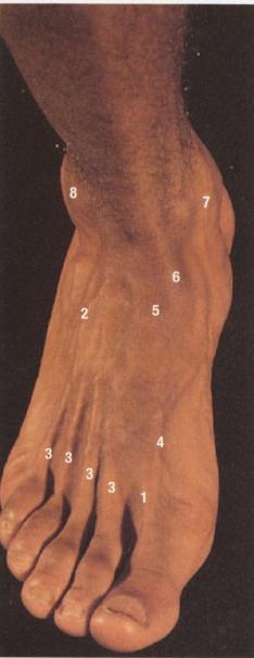 Surface anatomy of the ankle & foot Superior View 1-Extensor hallucis brevis 2-Peroneus tertius 3-Extensor