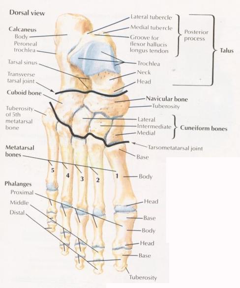 Osteology of the ankle & foot Bone Distal tibia/fibular (med/lat malleolar) Hind foot talus, calcaneus