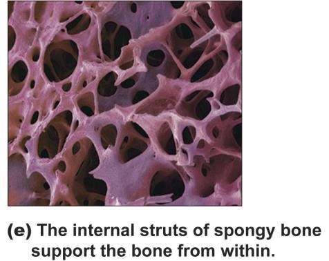 Functions in repair and growth Typical Long Bone Structure Spongy (spaces contain red marrow) Compact on surface Yellow marrow Blood vessel Periosteum Spongy Bone Central cavity (contains yellow