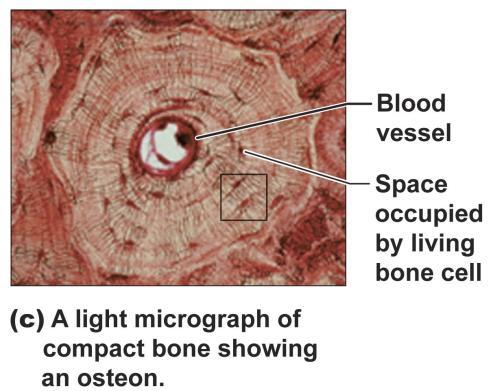 structural unit of compact is an osteon. Mature, living cells (osteocytes) are found in small spaces within the hard matrix.