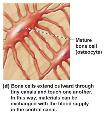 1b Osteon Structure Central (Haversian) Canal Contain blood vessels and nerves Osteocytes Mature cells Maintain structure,