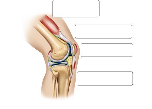 Synovial Joints Freely movable joints Held together by ligaments 4 parts Synovial membrane Bursae Menisci Cartilage Femur Synovial Joints A bursa is a fluid-filled sac that cushions certain joints