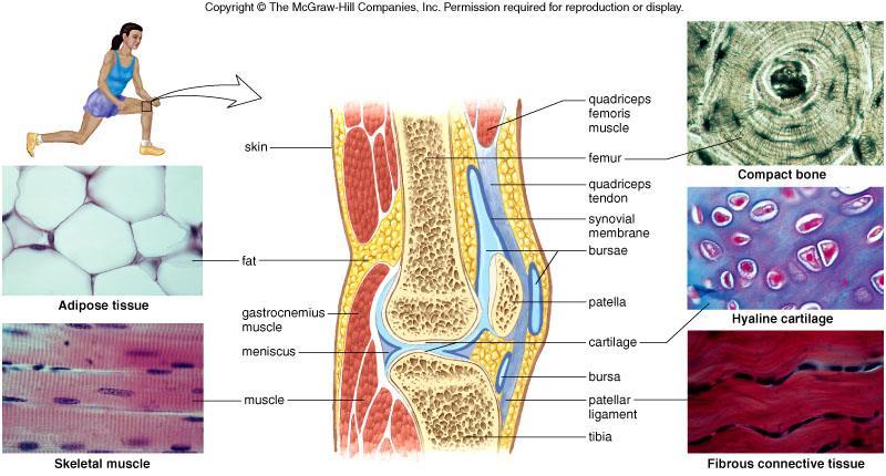 13a Synovial Joints Femur Quadriceps tendon Lateral collateral ligament Fibula Tibia Posterior cruciate ligament Anterior cruciate ligament Medial collateral ligament Patellar ligament Patella