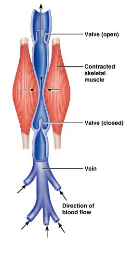 Mechanisms to Counteract Low Venous Pressure Valves in some veins Particularly in limbs Skeletal muscle