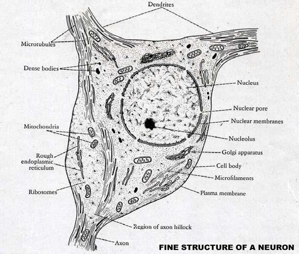 The neurons are highly metabolically active cells characterized by: Large nucleus & central nucleolus.