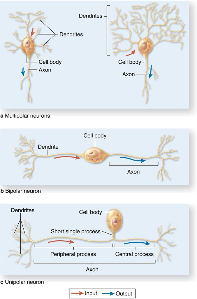 Synapses: Synapses are the sites where 2 neurons contact each other.
