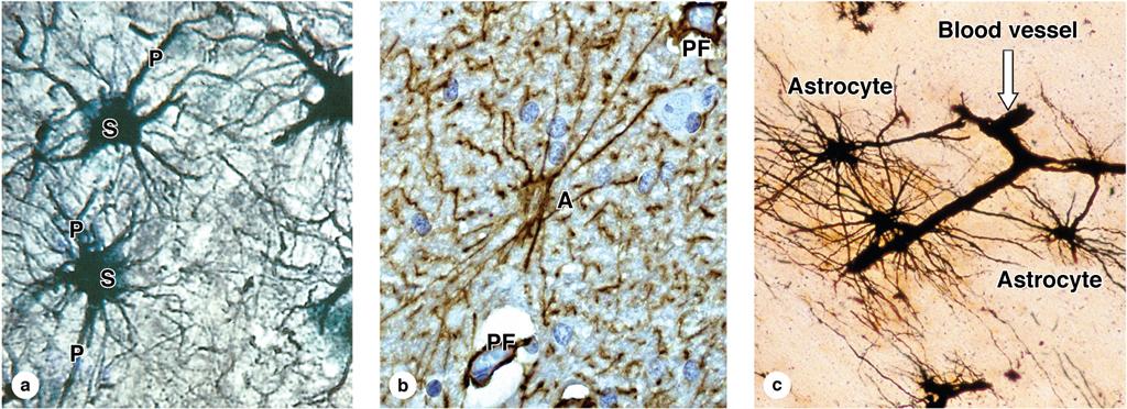 2. Oligodendrocytes: round cells with few processes, these cell are located in both gray and white matter of CNS. They produce myelin within the CNS.
