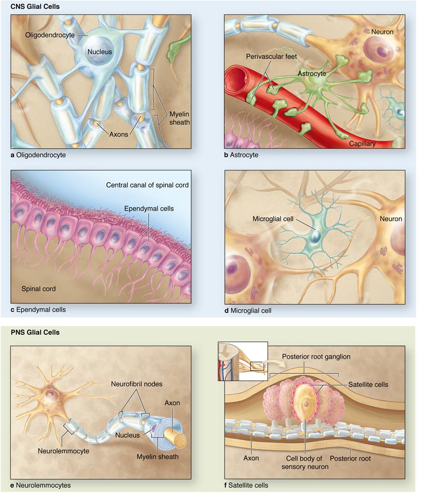 The peripheral nervous system The main components of the peripheral nervous system are the nerves, ganglia and nerve endings.