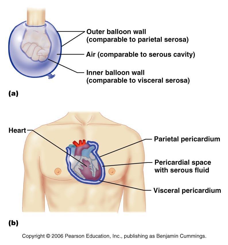 Body membranes tissue linings of body cavities and coverings of internal organs. parietal membrane lining of body cavity (e.g. parietal pleural membrane lines the pleural cavity ) visceral membrane covering of internal organ (e.