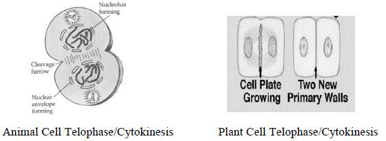 Cytokinesis Cytokinesis is the division of the cytoplasm into two individual cells. The process of cytokinesis differs somewhat in plant and animal cells.