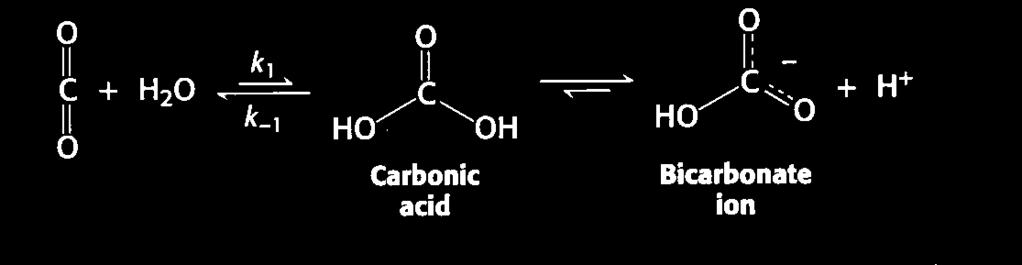 1) Carbonic anhydrase - CA Zn2+ activation of H2O in carbonic anhydrase Carbonic Anhydrase was the first