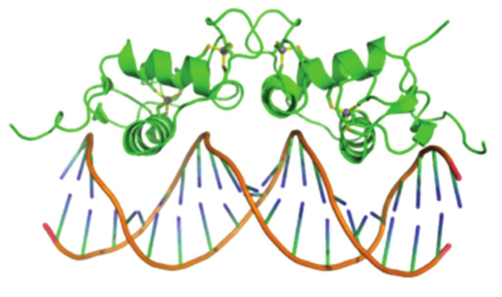 Zn finger proteins are DNA-binding proteins They all exhibit the same motifs of 2 antiparallel beta sheets and a alpha helix linked together by the Zn.