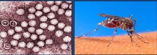 RIFT VALLEY FEVER (RVF) IN SOUTH AFRICA: Introduction Mosquito-borne viral