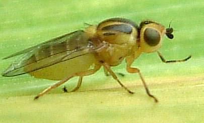 3.0 Technical Report 3.1 Introduction Gout fly (Chlorops pumilionis) (Figure 7) has two generations per year, both of which attack cereal crops (Figure 8).