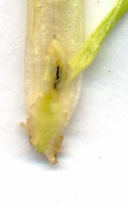 Figure 10. Gout fly (Chlorops pumilionis) larvae within the stem base having crawled down the leaf sheath. Figure 11.