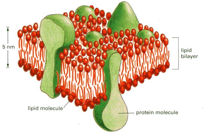 Proteins form channels