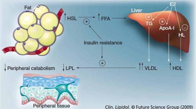 Main changes in lipoprotein metabolism that occur in