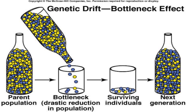 Bottleneck Effect caused by a severe reduction in