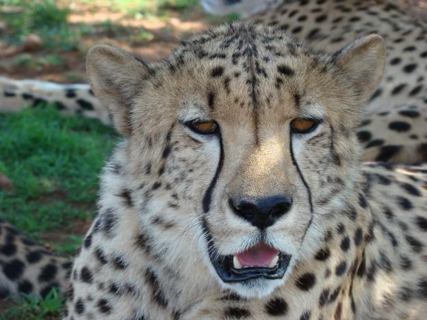 Cheetahs have very little diversity in their gene pool due to