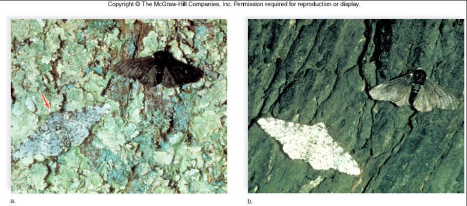 The Peppered Moth - As trees became darker due to industry, darker moths had a