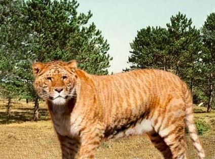 LIGERS Lion and tiger mixed