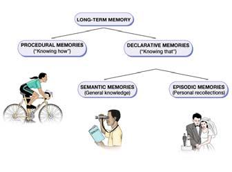 Types of Long term Memories