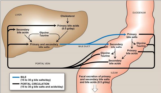 1- Bile salts are secreted through the bile either in the gall bladder or small intestine( In the small intestine, the primary bile salts can act as emulsifier).
