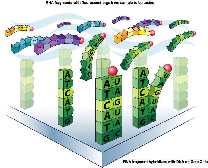 Microscope Gene expression signatures (microarray technology) Severe limitations of traditional diagnostics