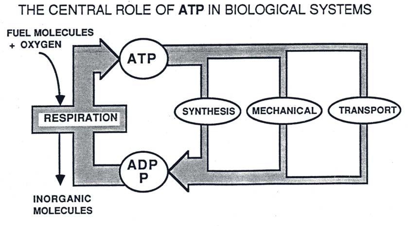 Biological Utilization of Chemical Energy 1. Energy Currency ATP - Economic analogy for the transformation of energy in the cell - need for a "medium of exchange".