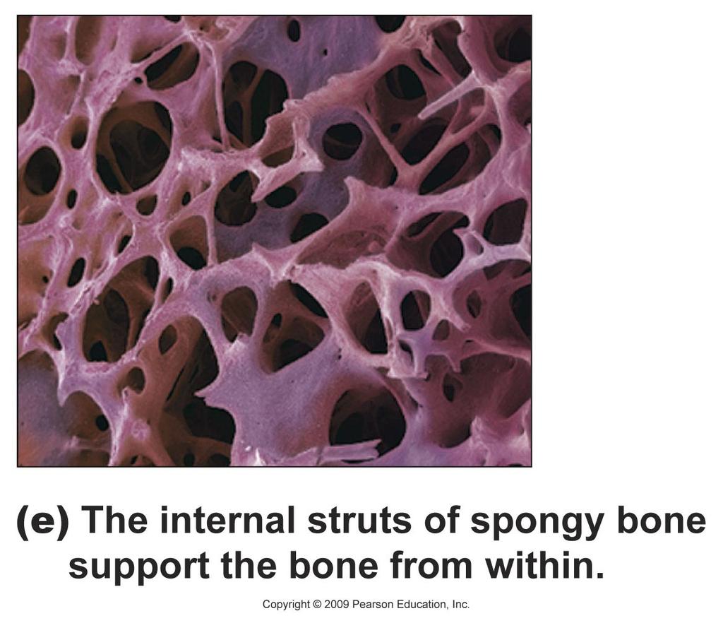 Typical Long Bone Structure Spongy bone (spaces contain red bone marrow) Compact bone on surface Yellow bone marrow Blood vessel Periosteum Central cavity (contains yellow bone marrow) (a) A long