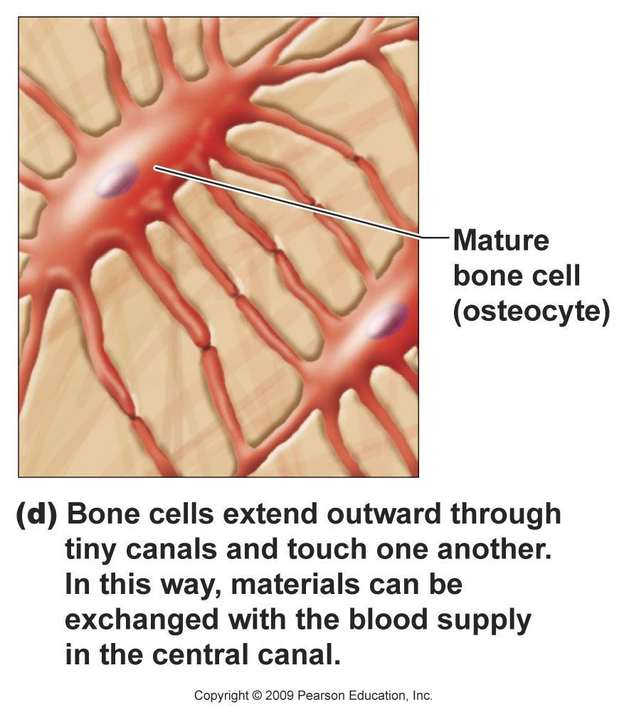 Compact Bone Structure Osteon structural unit of the compact bone. Osteon Osteon Structure Central Canal (Haversian) Contain blood vessels and nerves. Osteocytes Mature bone cells.