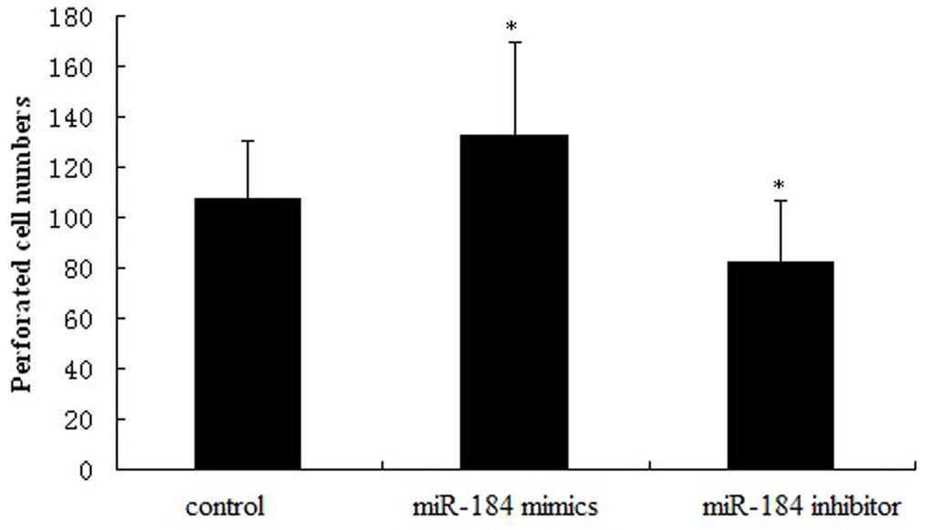 G.R. Yin et al. 14250 Figure 2. Effect of mir-184 on SOSP-M cell proliferation. *P < 0.05 compared with control.