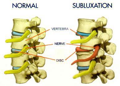 SPINE CONSIST OF (fig.