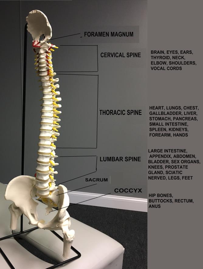 placed on the spinal nerves. This leads to interference with the transmission of signals the brain is trying to send to the body. (fig. 3) (Fig.