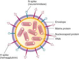 Chapters 19-24: Selected Pathogens 1. Selected Viral Pathogens 2. Selected Bacterial Pathogens 1. Selected Viral Pathogens Influenza (flu) (pp.