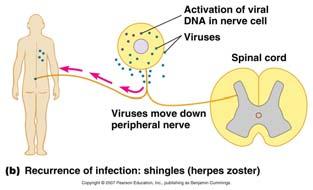 blister-like vesicles that eventually heal like all herpes viruses, HHV-2 infection results in latent provirus, periodic reactivation antiviral drugs