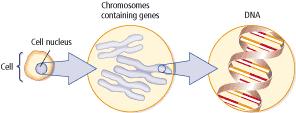 Genes: Our Codes for Life Chromosomes (23 pairs)