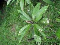 Introduction The miracle herb for male fertility in the Malaysian rainforest Tongkat Ali, also known as Long Jack or Eurycoma Longifolia, is most widely used herbal tonic from the South East Asia,