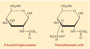 Amino sugars Sugar derivatives An amino group ( NH2) or one of its derivatives is substituted for