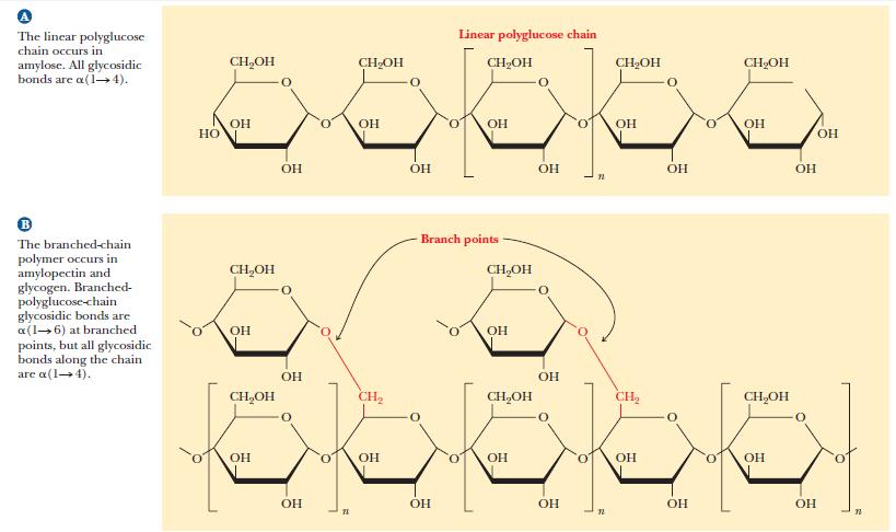Linear and branched-chain polymers