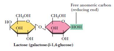 Lactose (milk sugar) Human milk is about 7% lactose. A disaccharide of β-d-galactose and either α or β-d-glucose.