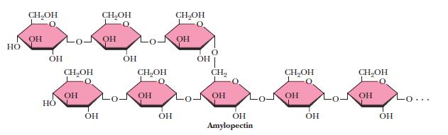 Amylopectin Types of starches No known preferred conformation for amylopectin Branch points occur about every 25 residues
